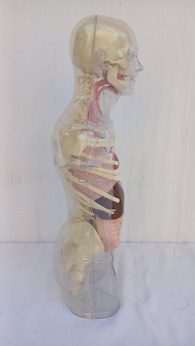 Anatomisk model - Plast - 1990-2000