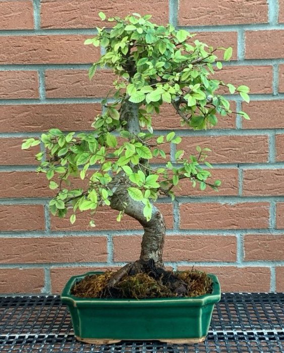 Japansk elmetræs bonsai (Zelkova) - Højde (Træ): 45 cm - Dybde (Træ): 38 cm - Japan