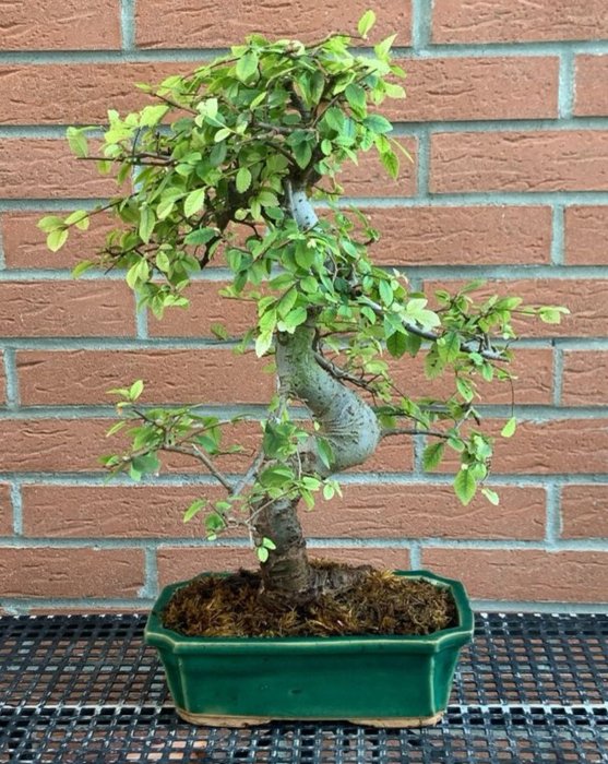 Japansk elmetræs bonsai (Zelkova) - Højde (Træ): 45 cm - Dybde (Træ): 38 cm - Japan