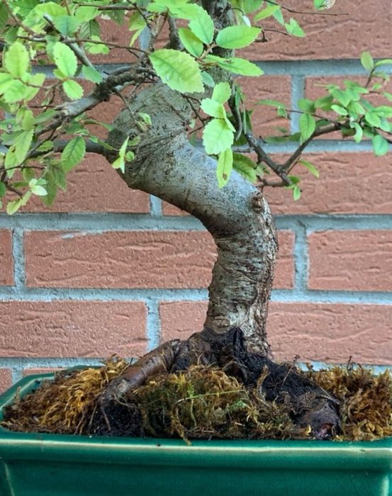 Japansk elmetræs bonsai (Zelkova) - Højde (Træ): 45 cm - Dybde (Træ): 38 cm - Japan