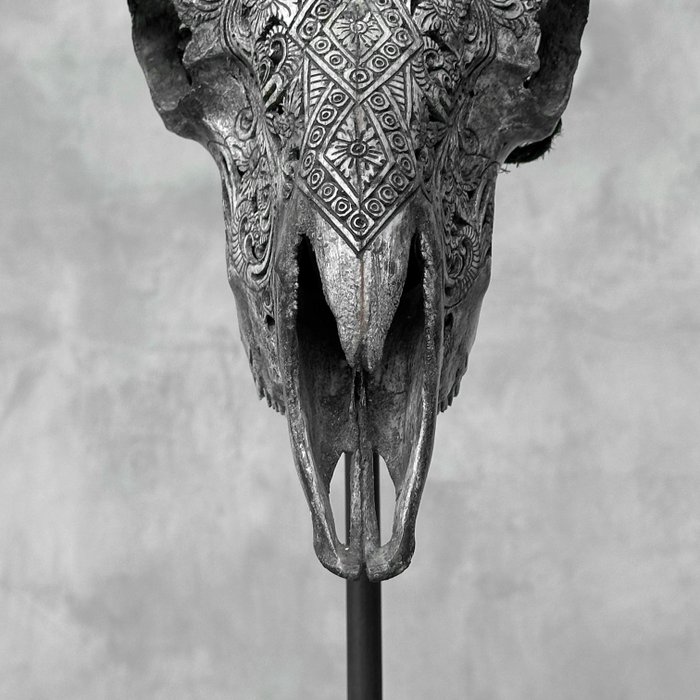 INGEN RESERVEPRIS - C - Grå udskåret Ram Skull på en specialstand - Ketupat Motiv- Indgraveret kranie - Ovis Aries - 47 cm - 65 cm - 29 cm- Ikke-CITES arter -  (1)