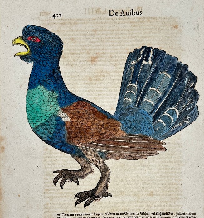 Conrad Gesner (1516-1565) - Historia animalium - Hand-coloured Woodcut - Western capercaillie