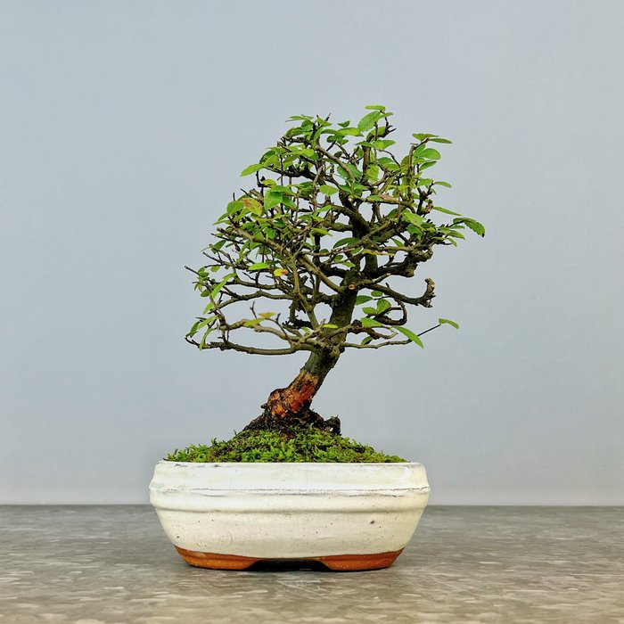 Kinesisk elm bonsai (Ulmus parviflora) - Højde (Træ): 20 cm - Dybde (Træ): 16 cm - Spanien - Ulmus