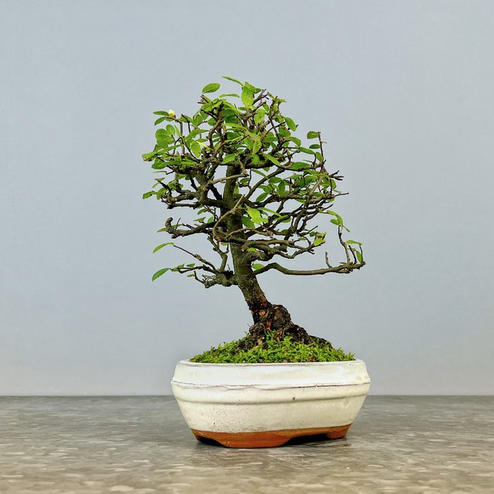 Kinesisk elm bonsai (Ulmus parviflora) - Højde (Træ): 20 cm - Dybde (Træ): 16 cm - Spanien - Ulmus