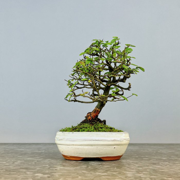 Kinesisk elm bonsai (Ulmus parviflora) - Højde (Træ): 20 cm - Dybde (Træ): 16 cm - Spanien - Ulmus