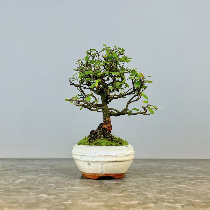 Kinesisk elm bonsai (Ulmus parviflora) - Højde (Træ): 20 cm - Dybde (Træ): 16 cm - Spanien - Ulmus