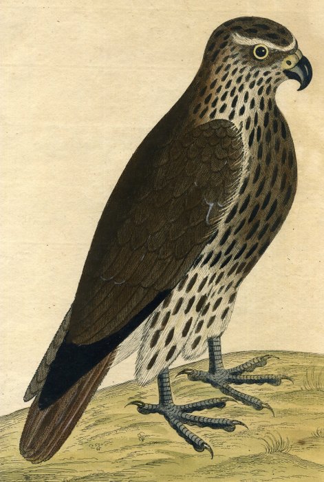 Eleazar Albin (XVIII) - Originally hand-colored etching EleazarAlbin - The Lanneret - 1738/1750 Bird - Faucon Lainier -