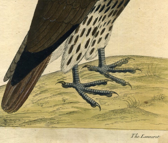 Eleazar Albin (XVIII) - Originally hand-colored etching EleazarAlbin - The Lanneret - 1738/1750 Bird - Faucon Lainier -