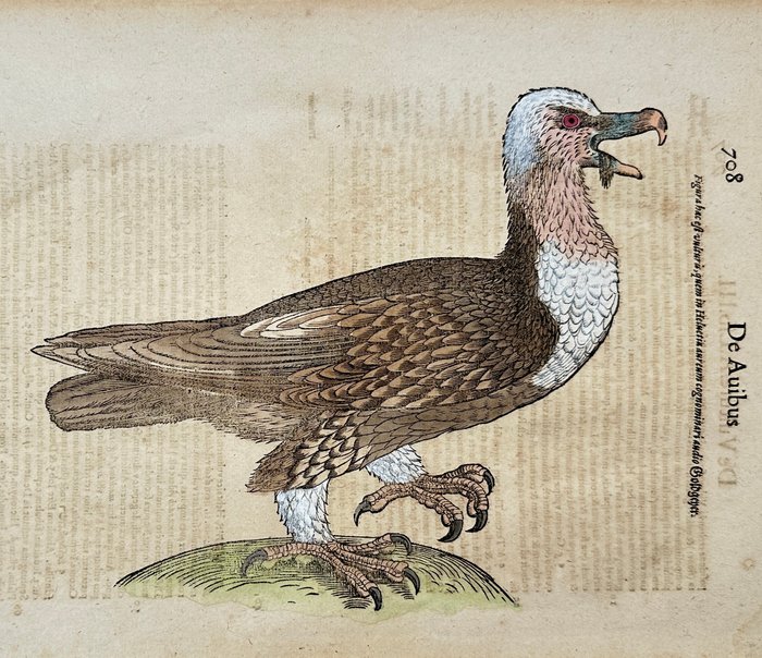 Conrad Gesner (1516-1565) - Historia animalium - Hand-coloured Woodcut - Vulture - Vultur