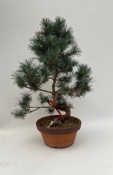 Fyrretræs bonsai (Pinus) - Højde (Træ): 51 cm - Dybde (Træ): 41 cm - Japan