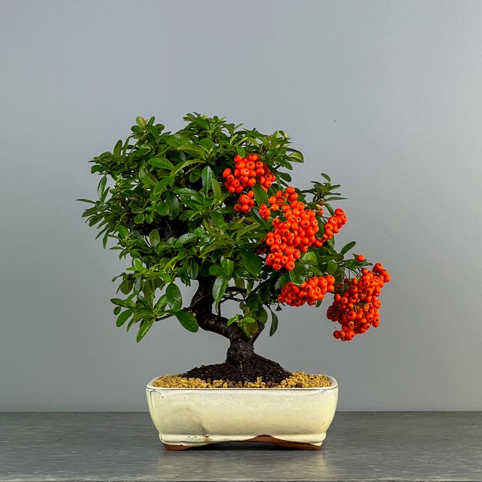 Ildtorn Bonsai (Pyracantha) - Højde (Træ): 33 cm - Dybde (Træ): 36 cm - Spanien - Skønhed og elegance