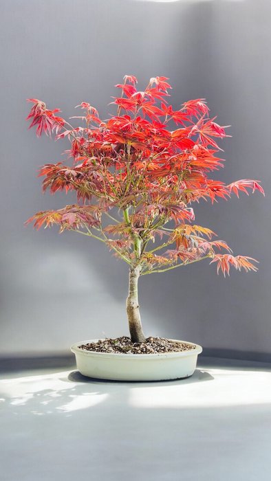 Japanese maple bonsai (Acer palmatum) - Højde (Træ): 44 cm - Dybde (Træ): 32 cm - Japan