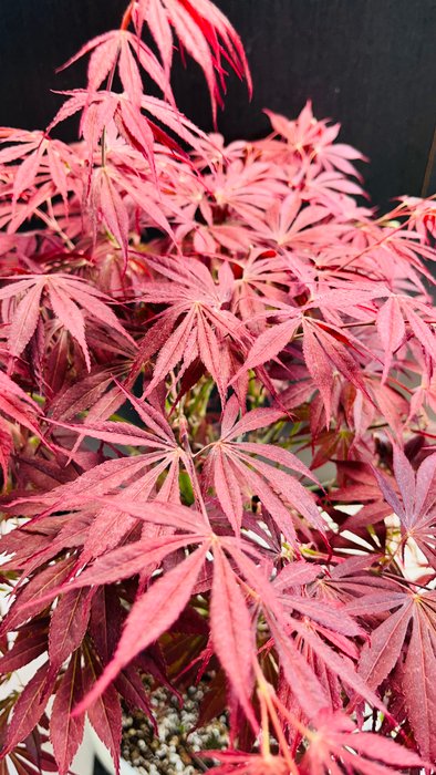 Japanese maple bonsai (Acer palmatum) - Højde (Træ): 44 cm - Dybde (Træ): 32 cm - Japan