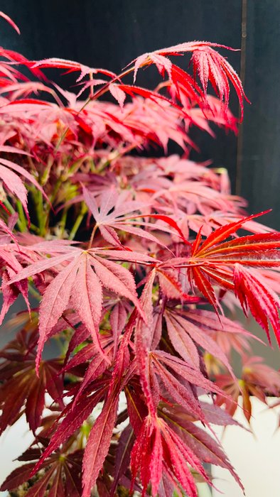 Japanese maple bonsai (Acer palmatum) - Højde (Træ): 44 cm - Dybde (Træ): 32 cm - Japan