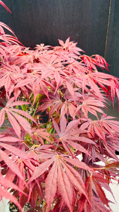 Japanese maple bonsai (Acer palmatum) - Højde (Træ): 44 cm - Dybde (Træ): 32 cm - Japan