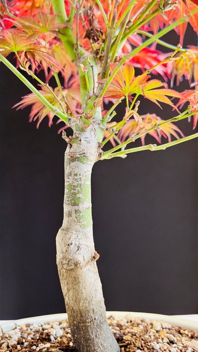 Japanese maple bonsai (Acer palmatum) - Højde (Træ): 44 cm - Dybde (Træ): 32 cm - Japan