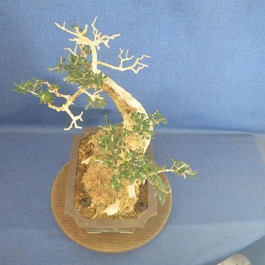 Oliven bonsai (Olea europaea) - Højde (Træ): 50 cm - Dybde (Træ): 36 cm - Spanien