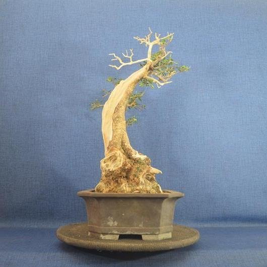 Oliven bonsai (Olea europaea) - Højde (Træ): 50 cm - Dybde (Træ): 36 cm - Spanien