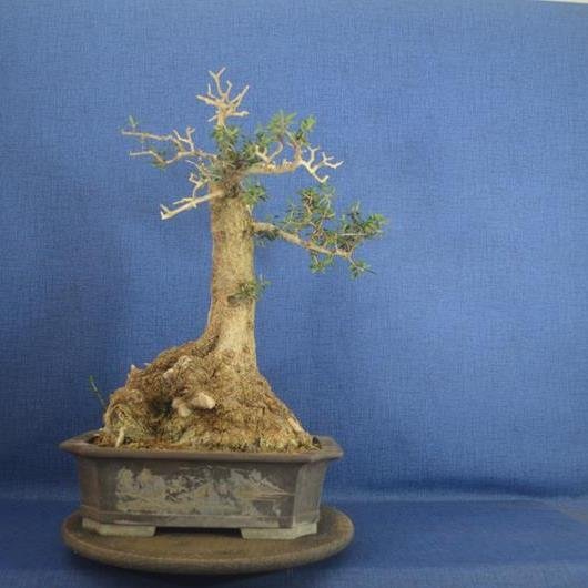 Oliven bonsai (Olea europaea) - Højde (Træ): 50 cm - Dybde (Træ): 36 cm - Spanien