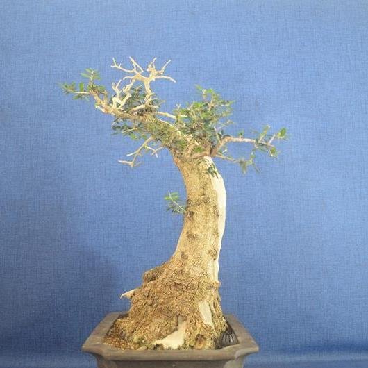 Oliven bonsai (Olea europaea) - Højde (Træ): 50 cm - Dybde (Træ): 36 cm - Spanien