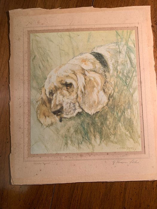 George Vernon Stokes (1873-1954) - Chumber spaniel