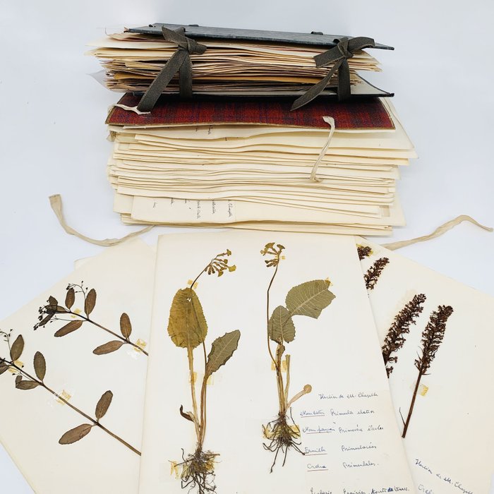 PH Enuset - Herbarium - 1955-1962