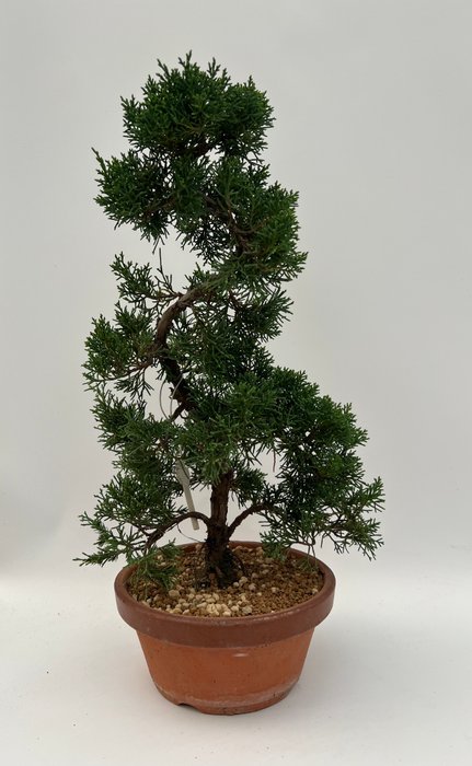 Enebærtræs bonsai (Juniperus) - Højde (Træ): 38 cm - Dybde (Træ): 24 cm - Japan