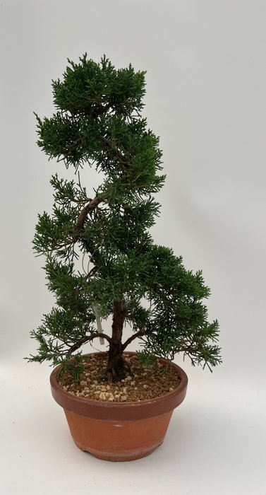 Enebærtræs bonsai (Juniperus) - Højde (Træ): 38 cm - Dybde (Træ): 24 cm - Japan