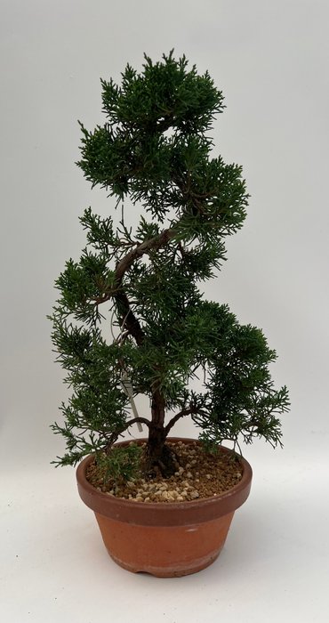 Enebærtræs bonsai (Juniperus) - Højde (Træ): 38 cm - Dybde (Træ): 24 cm - Japan