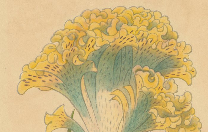 Fukuda Suiko 福田翠光 (1895-1973) - Cockscomb flower 鶏頭花 - 1936