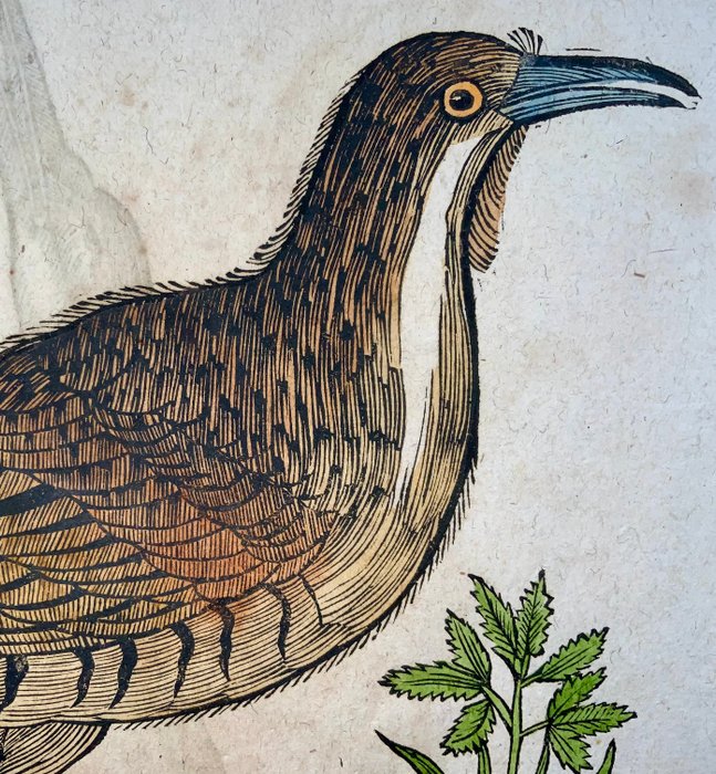 Conrad Gesner [1516-1565], Konrad Gessner - ‘Poliopus’  ‘Glottis’, ornithology, folio with hand coloured woodcut - 1669