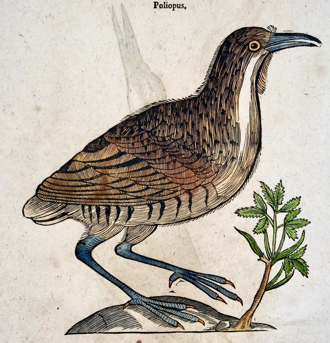 Conrad Gesner [1516-1565], Konrad Gessner - ‘Poliopus’  ‘Glottis’, ornithology, folio with hand coloured woodcut - 1669