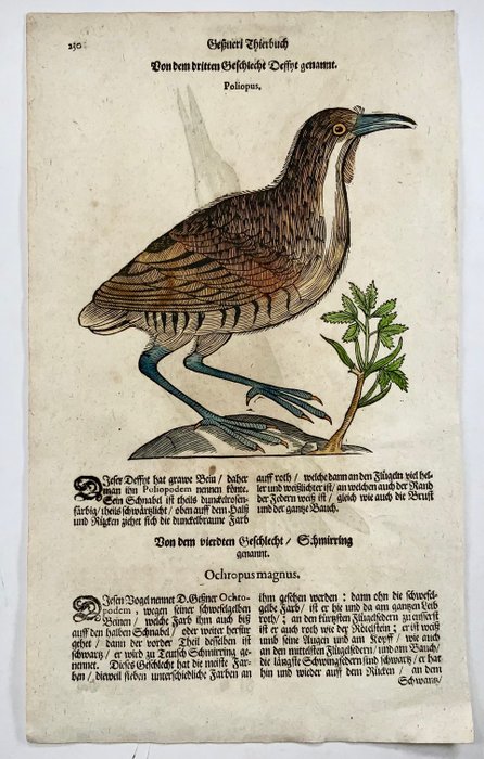 Conrad Gesner [1516-1565], Konrad Gessner - ‘Poliopus’  ‘Glottis’, ornithology, folio with hand coloured woodcut - 1669