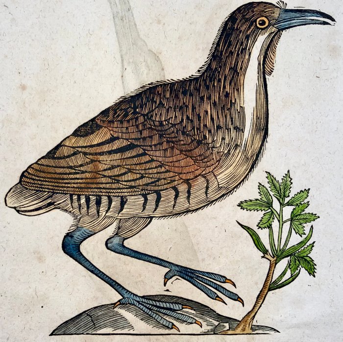 Conrad Gesner [1516-1565], Konrad Gessner - ‘Poliopus’  ‘Glottis’, ornithology, folio with hand coloured woodcut - 1669