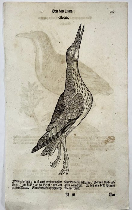 Conrad Gesner [1516-1565], Konrad Gessner - ‘Poliopus’  ‘Glottis’, ornithology, folio with hand coloured woodcut - 1669