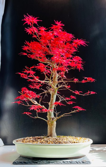 Japanese maple bonsai (Acer palmatum) - Højde (Træ): 55 cm - Dybde (Træ): 45 cm - Japan