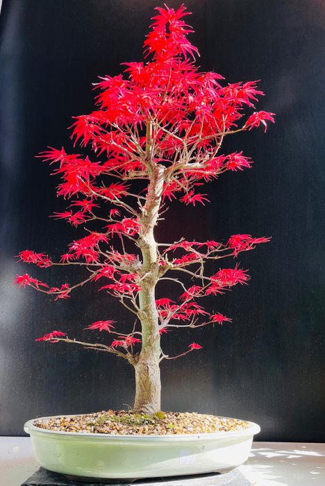 Japanese maple bonsai (Acer palmatum) - Højde (Træ): 55 cm - Dybde (Træ): 45 cm - Japan