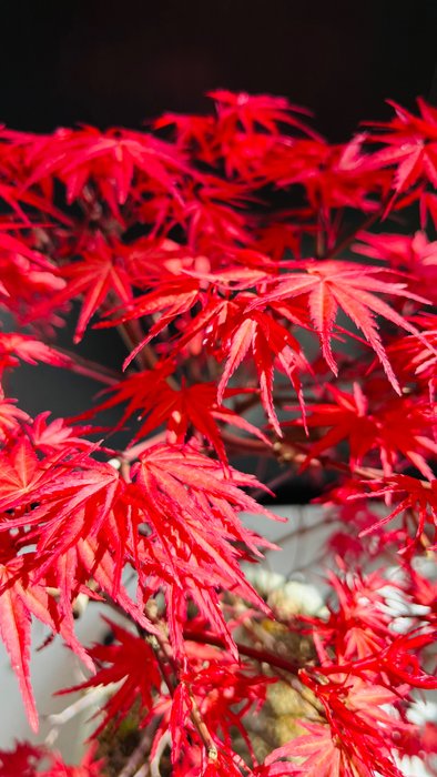 Japanese maple bonsai (Acer palmatum) - Højde (Træ): 55 cm - Dybde (Træ): 45 cm - Japan