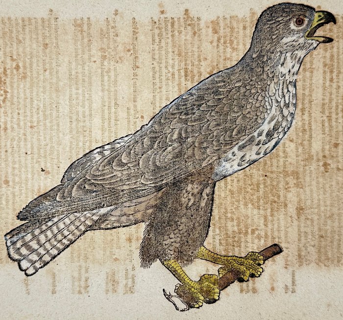 Conrad Gesner (1516-1565) - Hand-coloured Woodcut - Eurasian sparrowhawk - Accipiter nisus