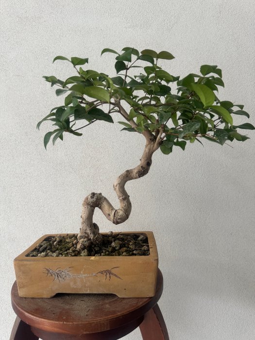 eugenia bonsai - Højde (Træ): 35 cm - Dybde (Træ): 40 cm - Italien