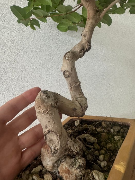 eugenia bonsai - Højde (Træ): 35 cm - Dybde (Træ): 40 cm - Italien