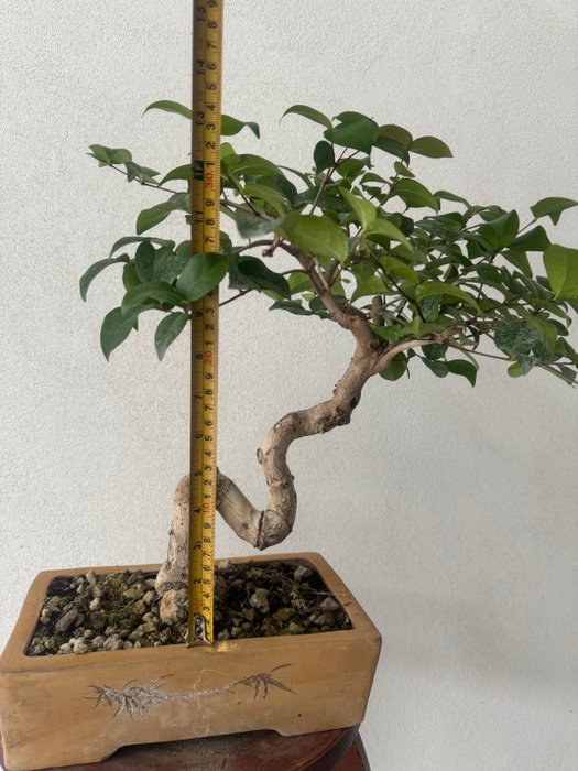 eugenia bonsai - Højde (Træ): 35 cm - Dybde (Træ): 40 cm - Italien