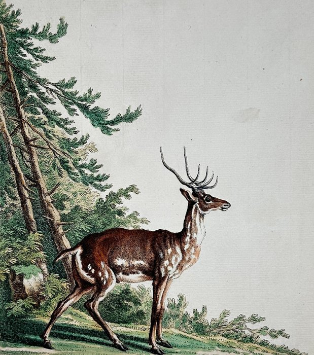 Johann Elias Ridinger - Cervus Guineensis - The African Deer from Guinea - 1768