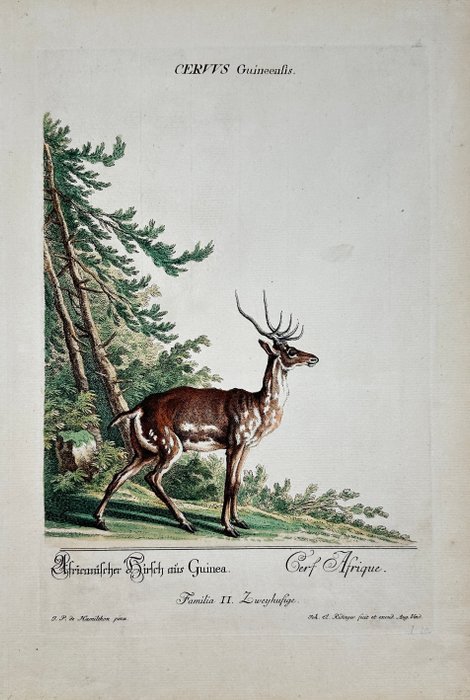 Johann Elias Ridinger - Cervus Guineensis - The African Deer from Guinea - 1768