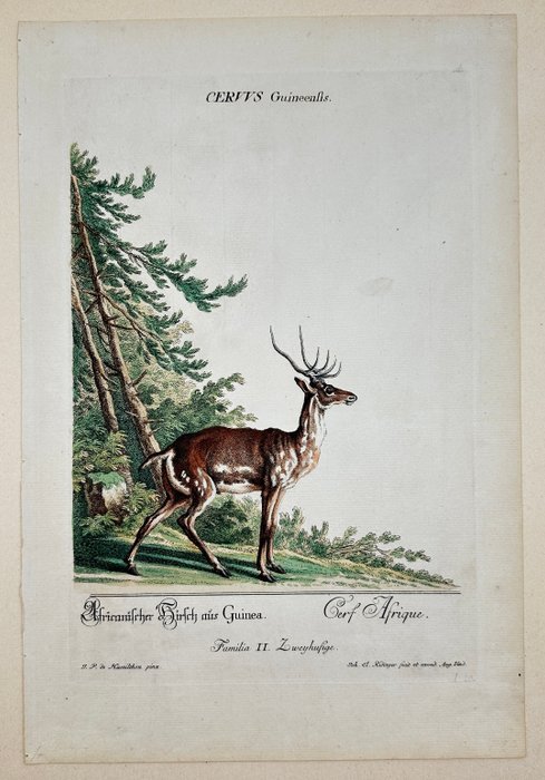 Johann Elias Ridinger - Cervus Guineensis - The African Deer from Guinea - 1768