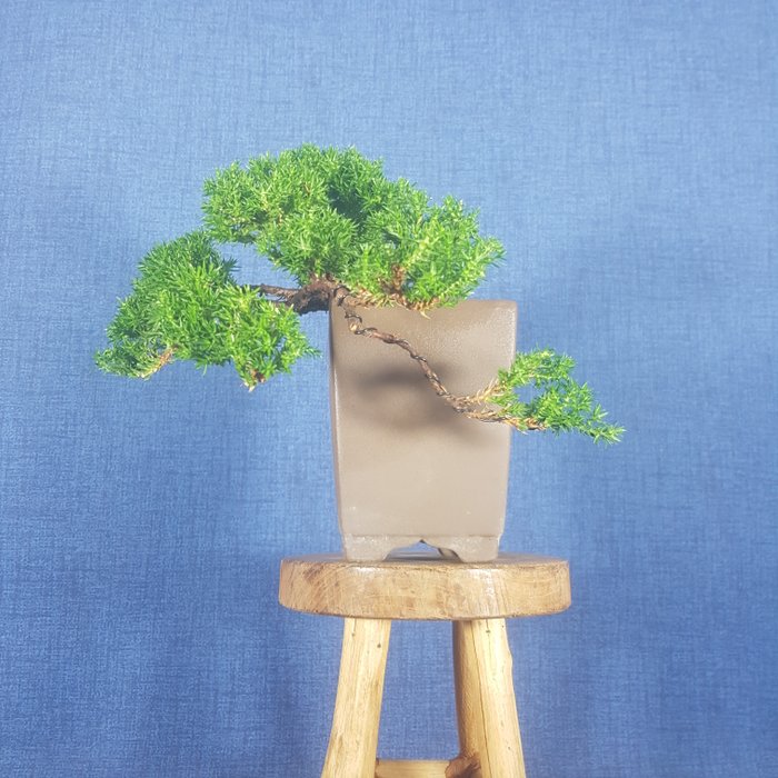 Enebærtræs bonsai (Juniperus) - Højde (Træ): 10 cm - Dybde (Træ): 21 cm - Spanien