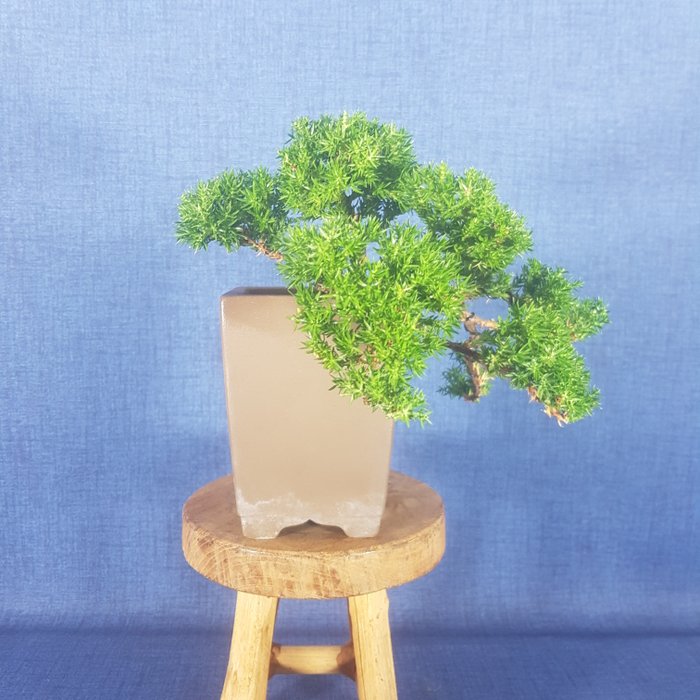 Enebærtræs bonsai (Juniperus) - Højde (Træ): 10 cm - Dybde (Træ): 21 cm - Spanien