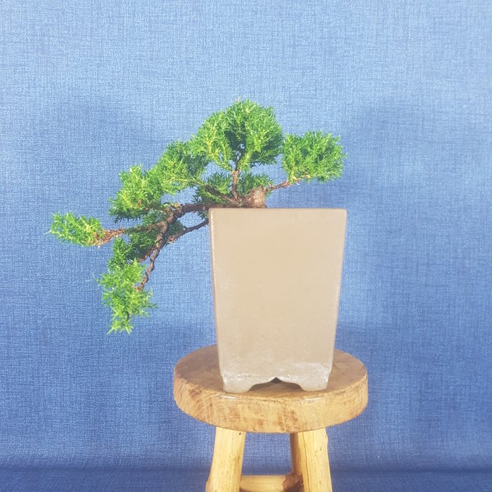 Enebærtræs bonsai (Juniperus) - Højde (Træ): 10 cm - Dybde (Træ): 21 cm - Spanien