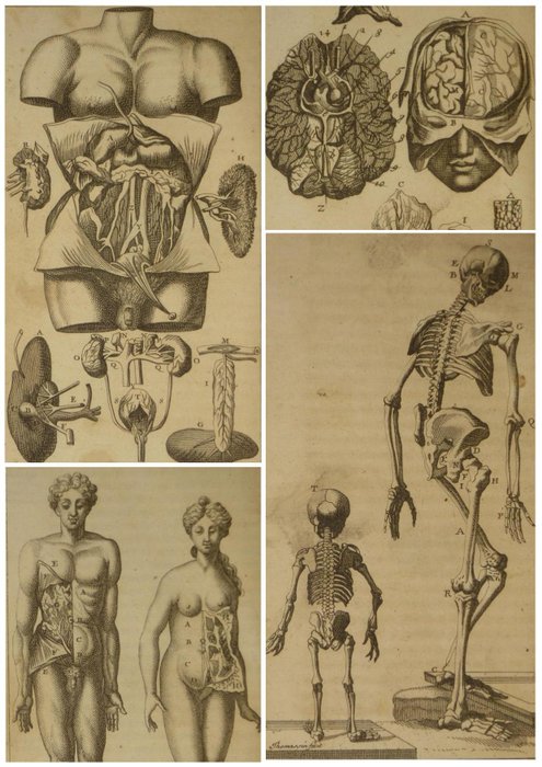 Mr Dionis - L'anatomie de l'homme - 1794