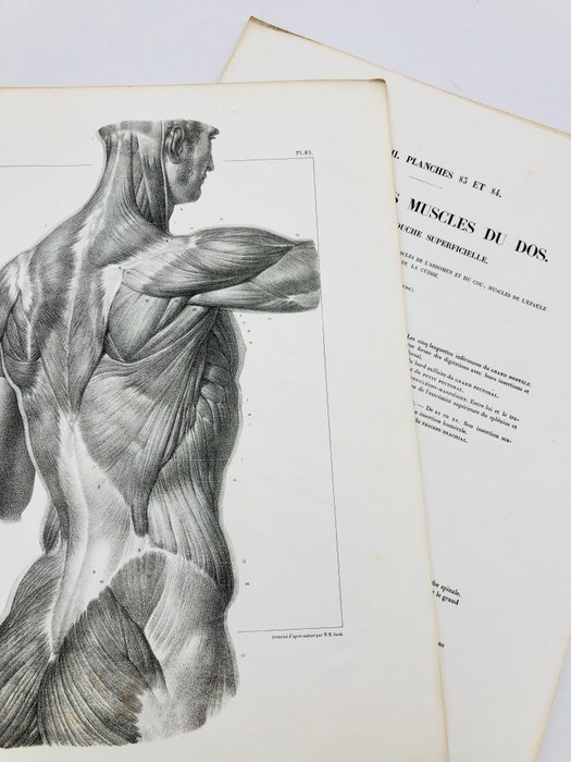 Undervisningsmaterialer - Nicolas-Henri Jacob  Jean Baptiste Marc Bourgery - traité d'anatomie de l'homme 1881 - Papir - 1850-1900